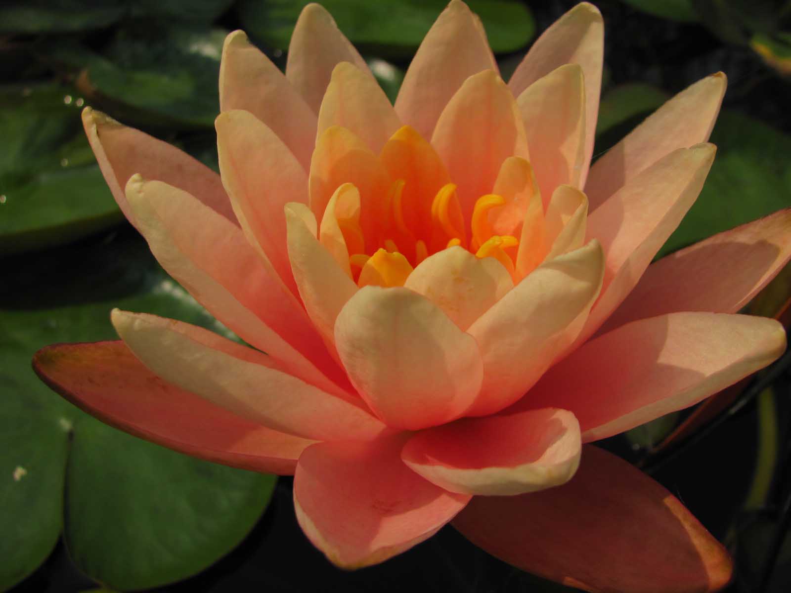 hardy-water-lilies-wiltrout-nursery-chippewa-falls-wi